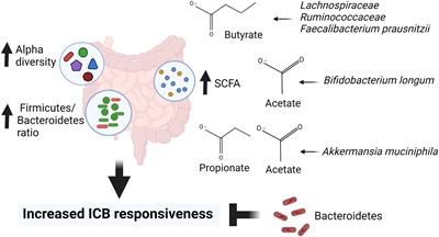 Foods may modify responsiveness to cancer immune checkpoint blockers by altering both the gut microbiota and activation of estrogen receptors in immune cells